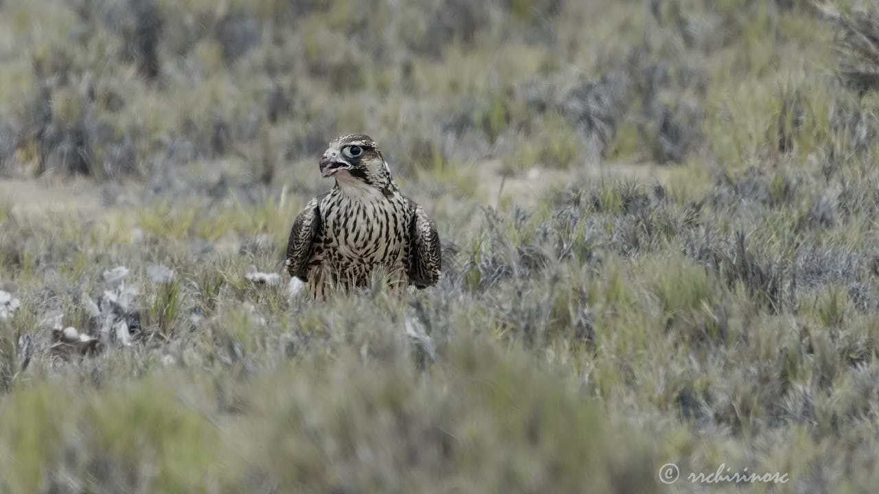 Peregrine falcon