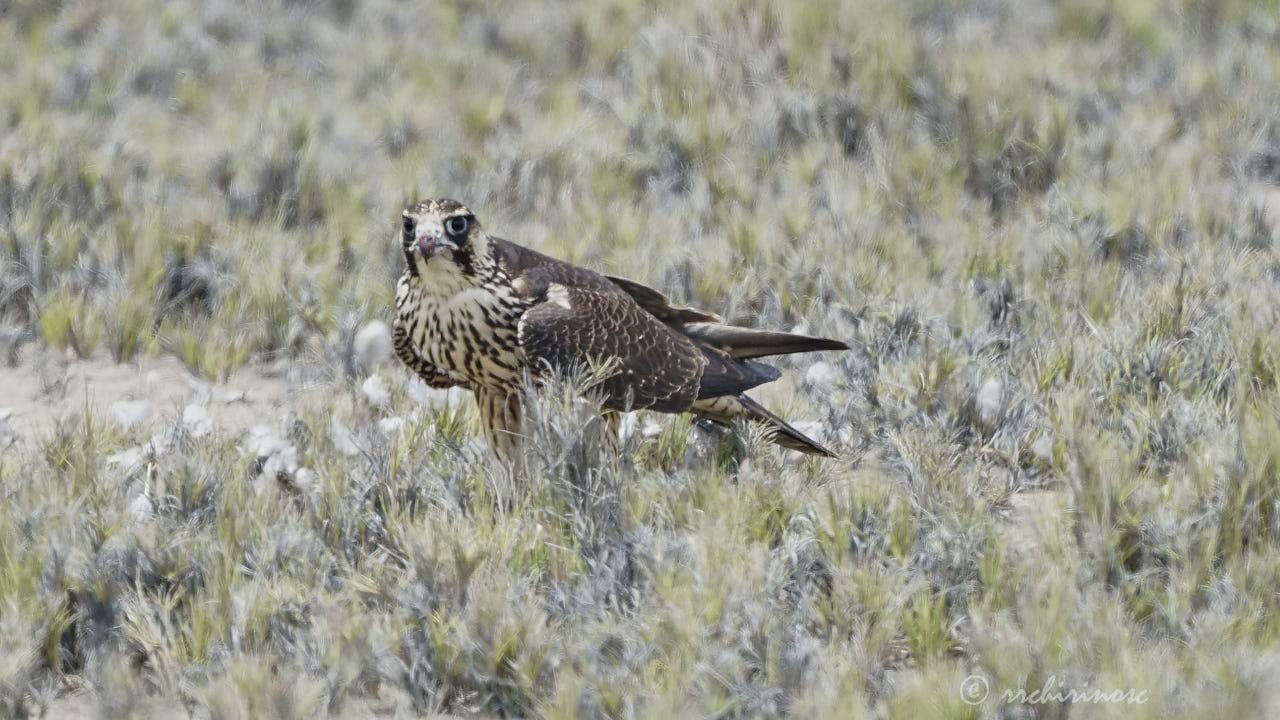 Peregrine falcon