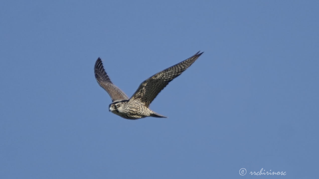 Peregrine falcon