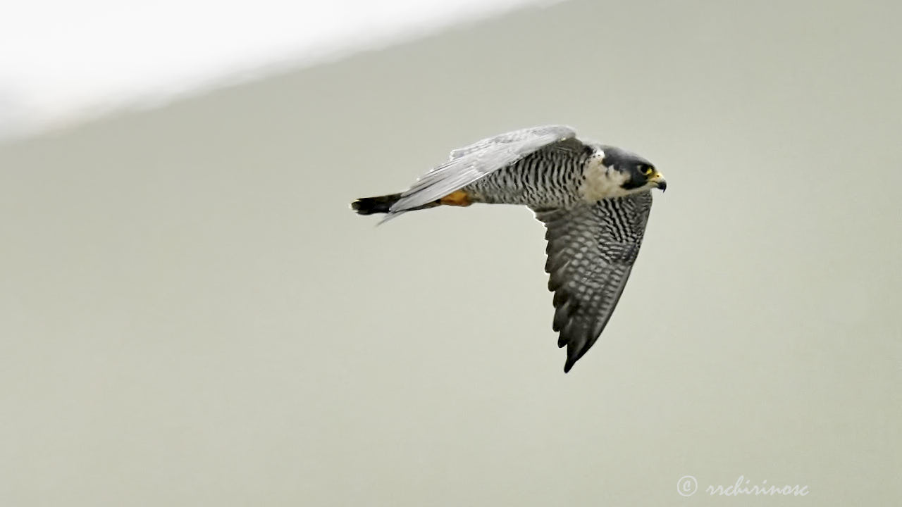 Peregrine falcon