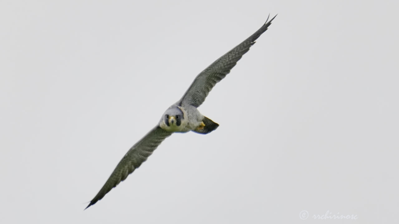 Peregrine falcon