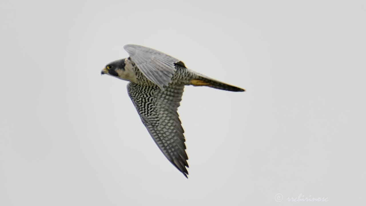 Peregrine falcon