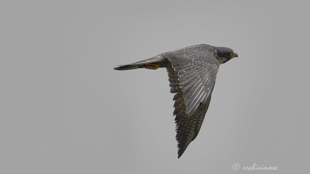 Peregrine falcon