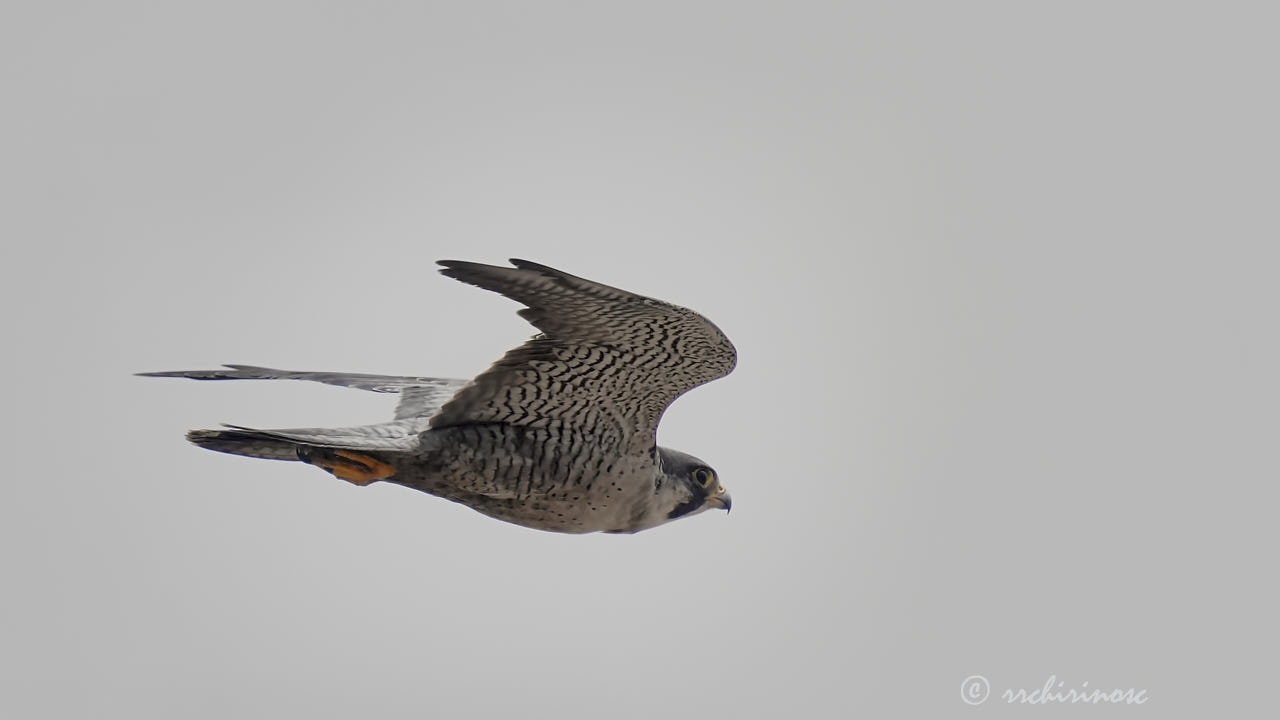 Peregrine falcon