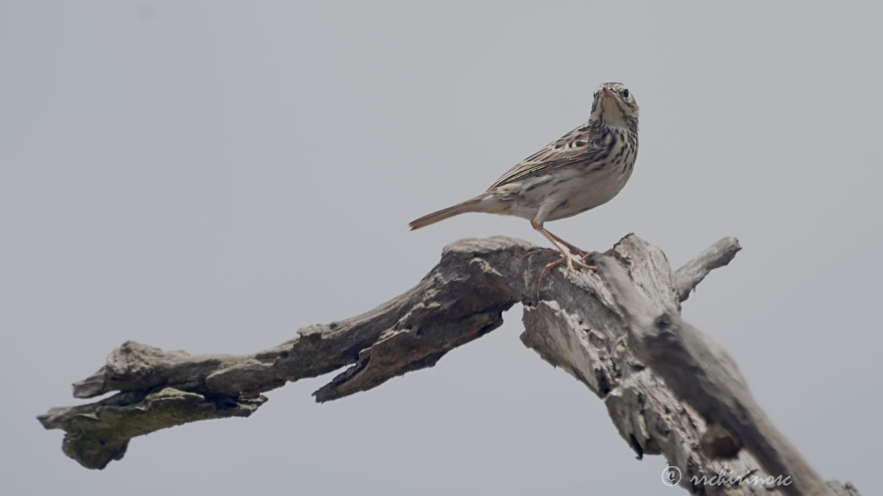 Peruvian pipit