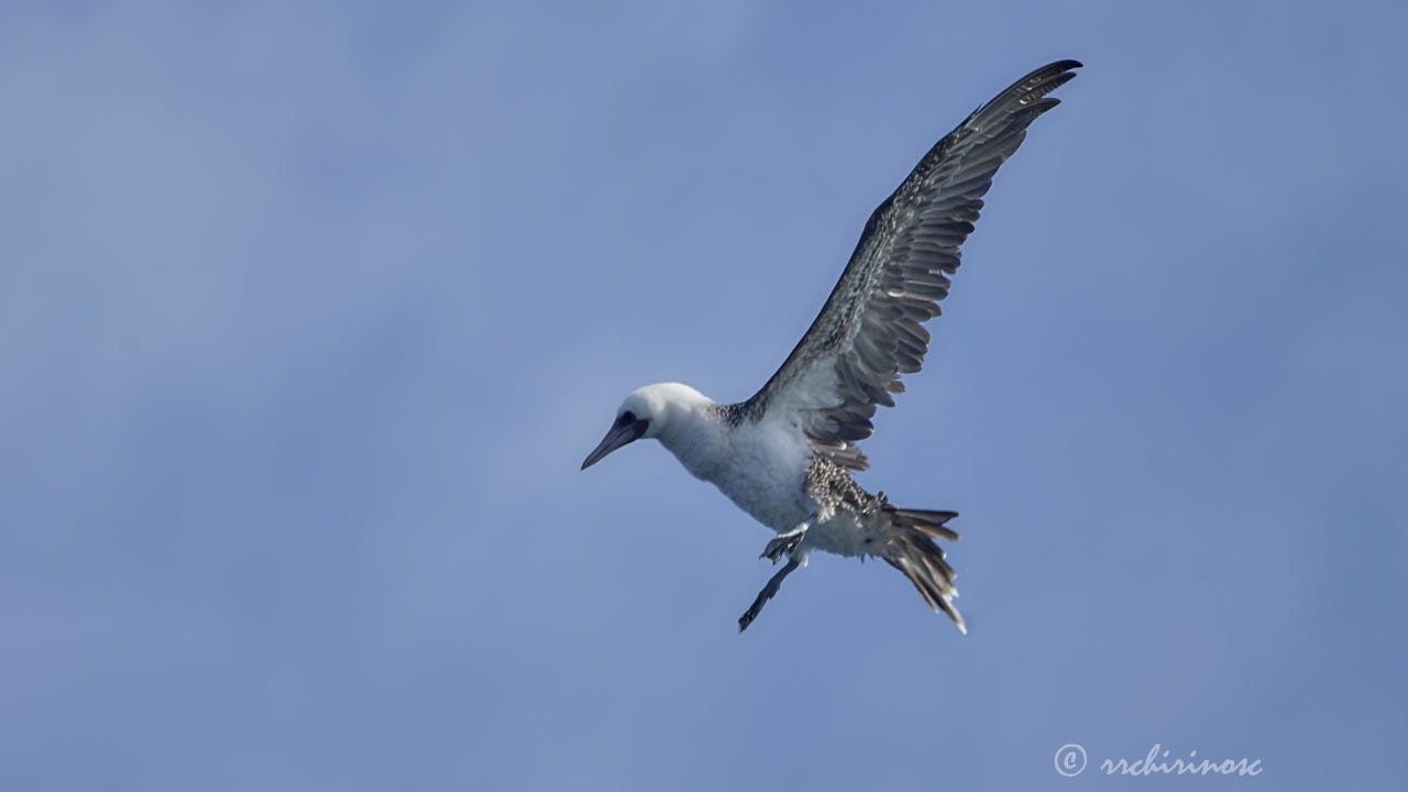 Peruvian booby