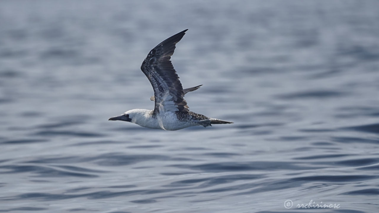 Peruvian booby