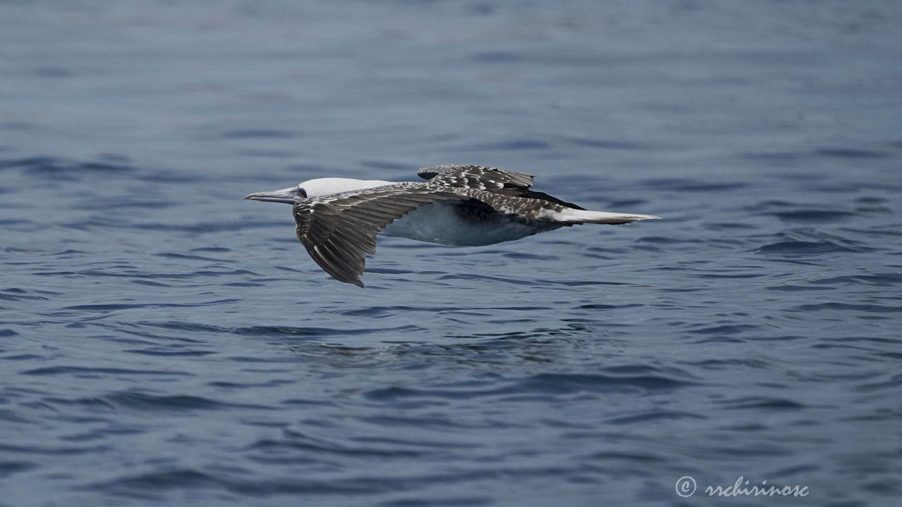 Peruvian booby