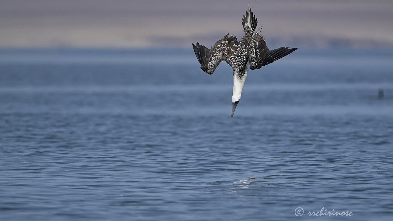 Peruvian booby