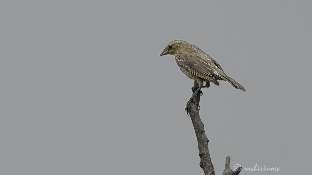 Peruvian meadowlark