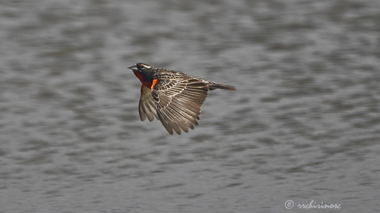 Peruvian meadowlark