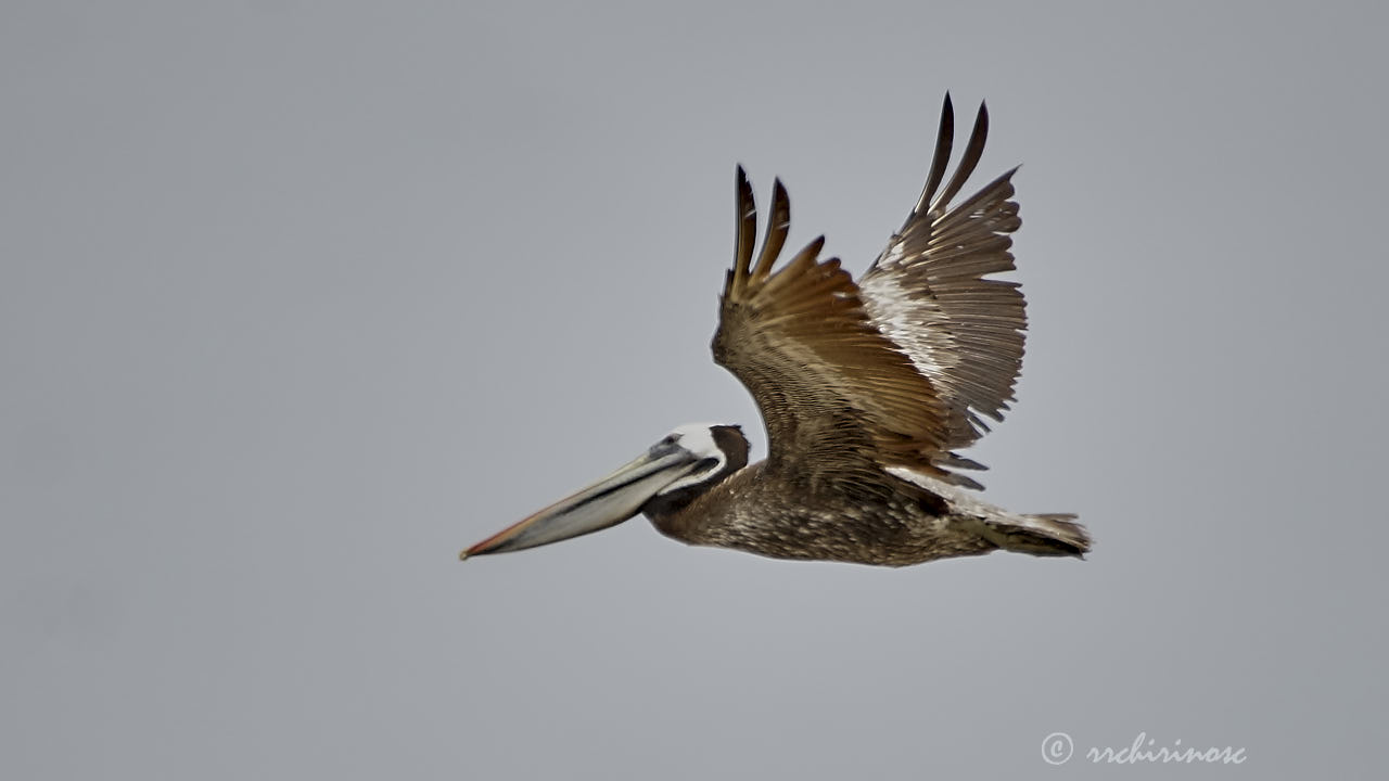 Peruvian pelican