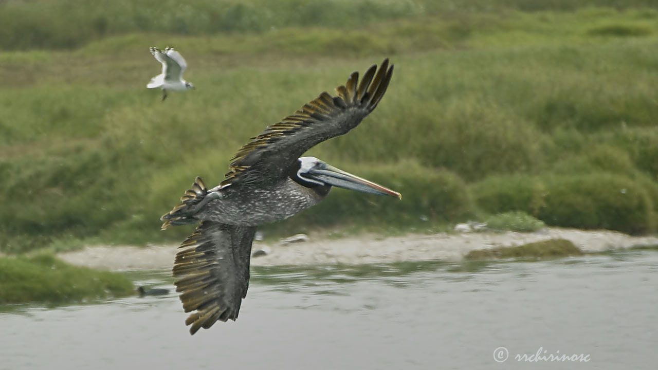 Peruvian pelican