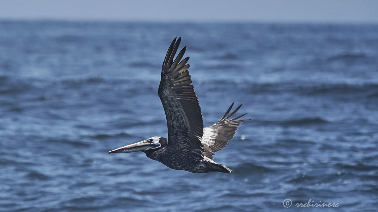 Peruvian pelican