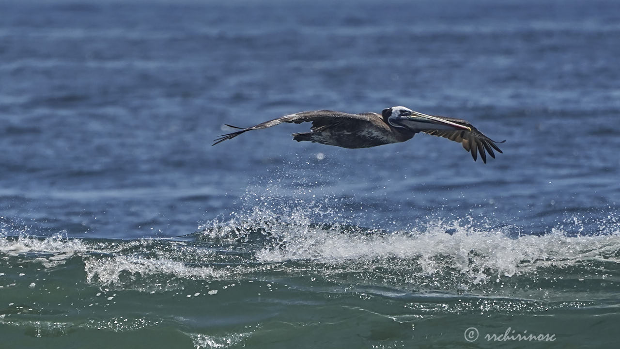 Peruvian pelican