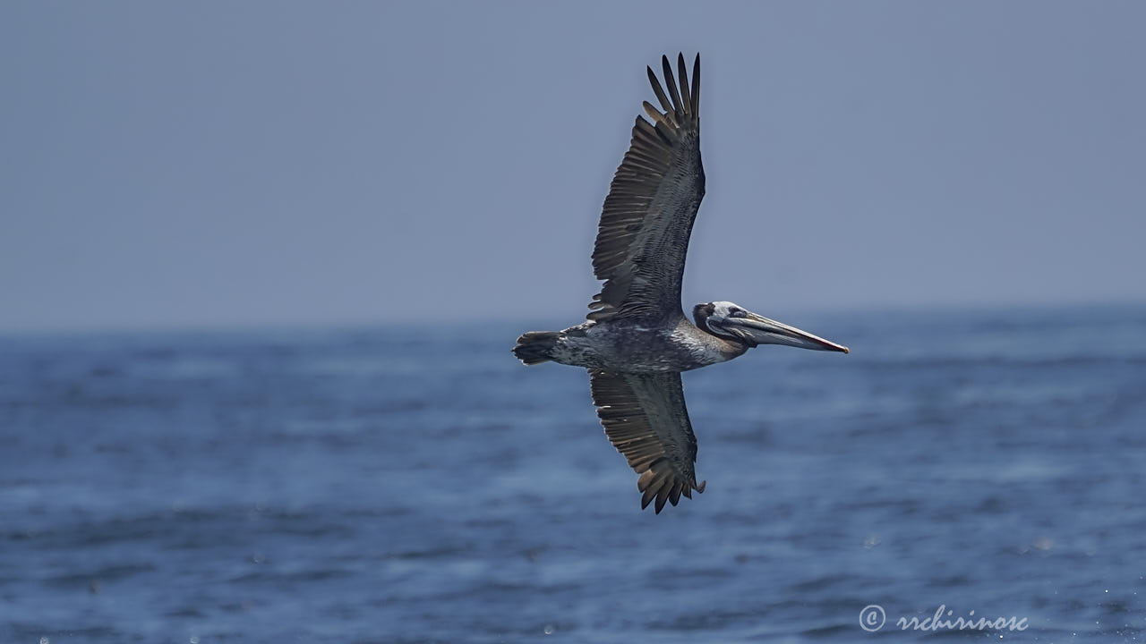 Peruvian pelican