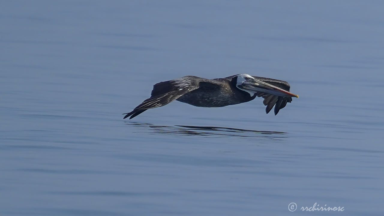 Peruvian pelican