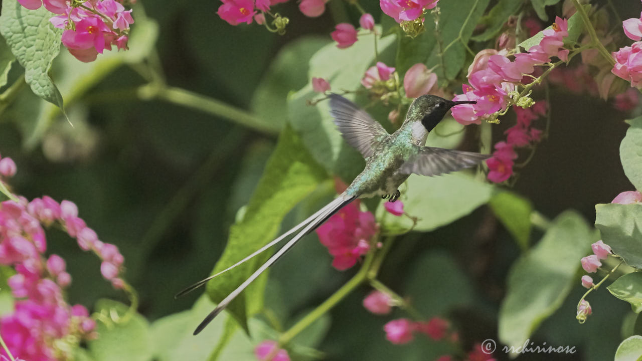 Peruvian sheartail