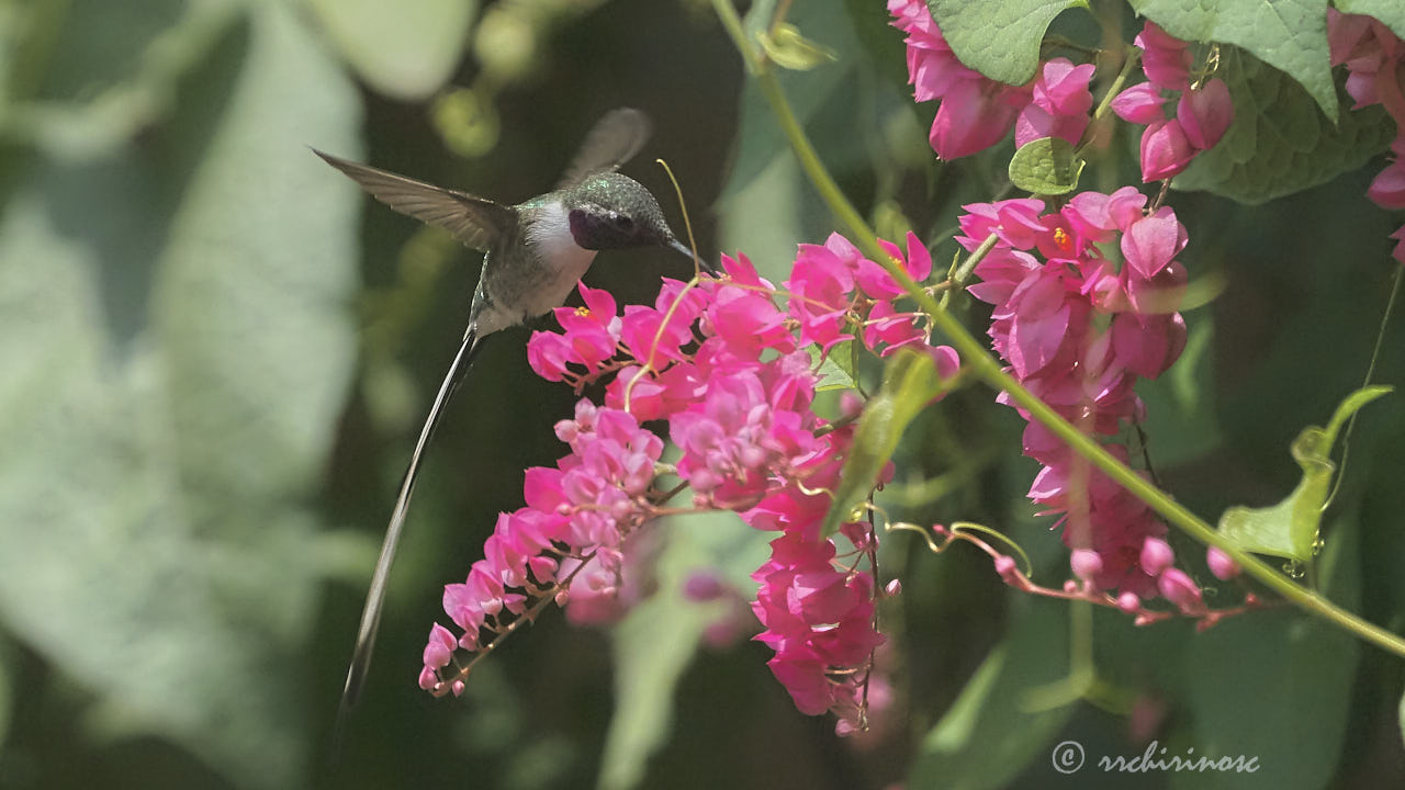 Peruvian sheartail