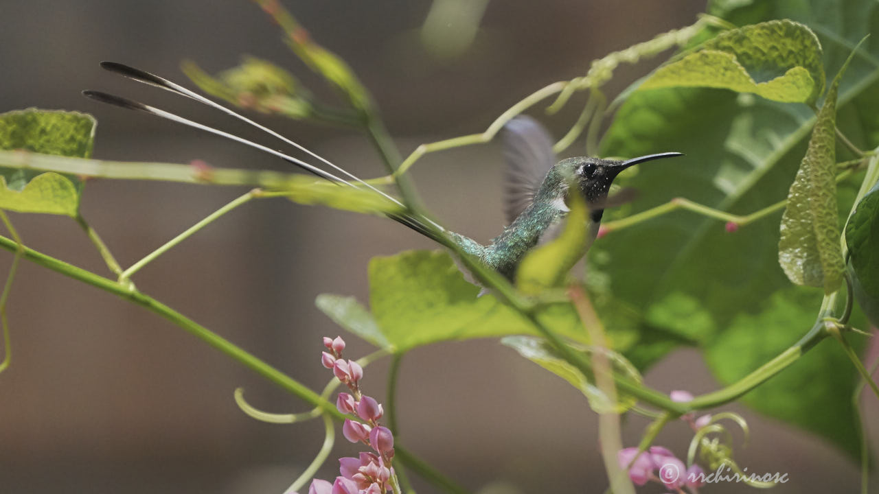 Peruvian sheartail