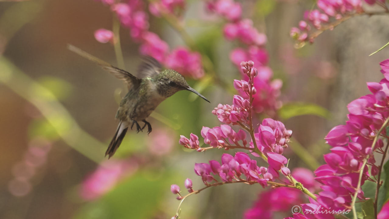 Peruvian sheartail