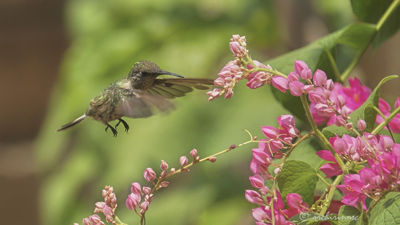 Peruvian sheartail