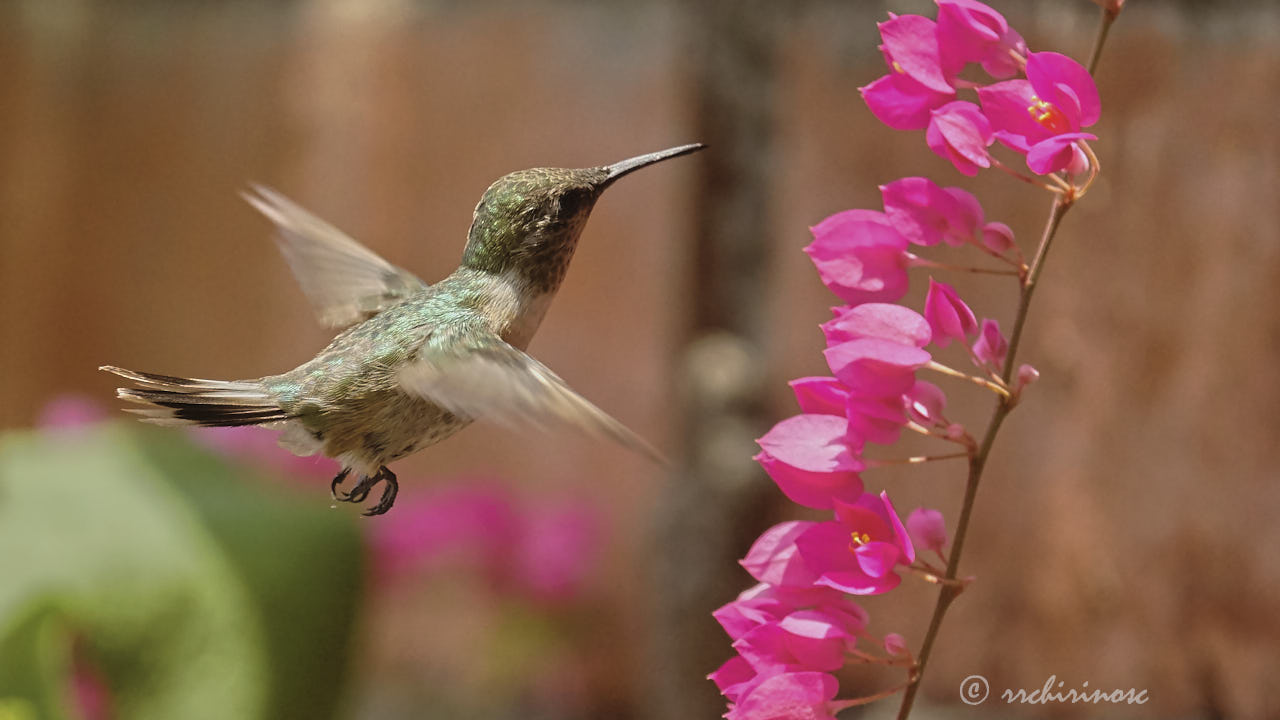 Peruvian sheartail