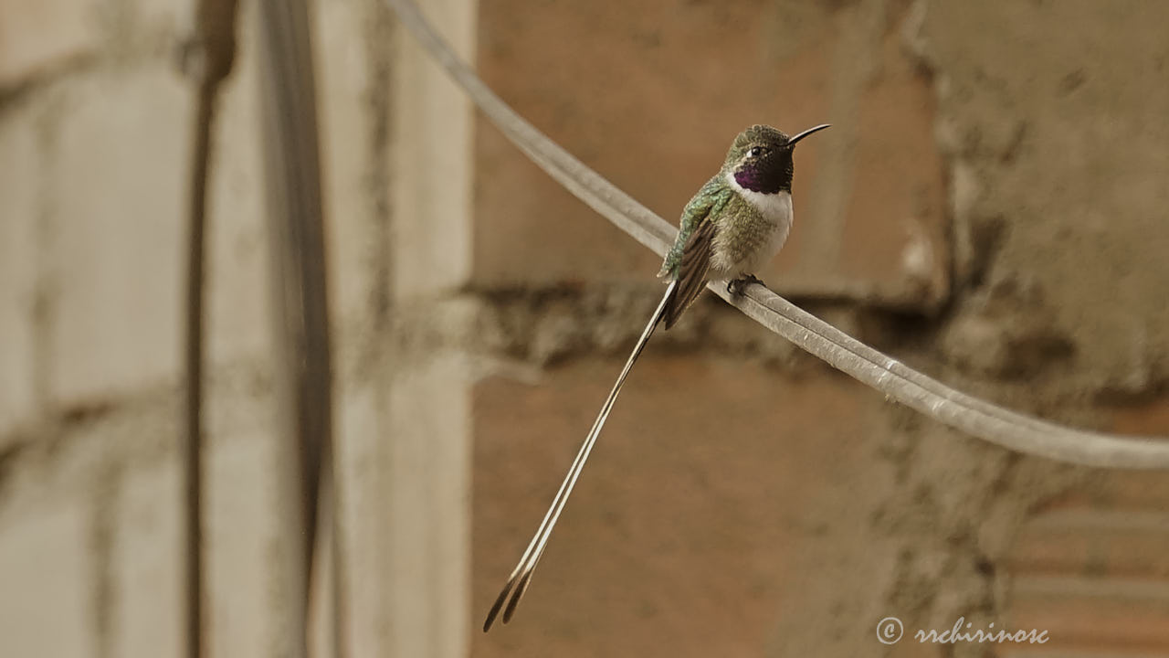 Peruvian sheartail