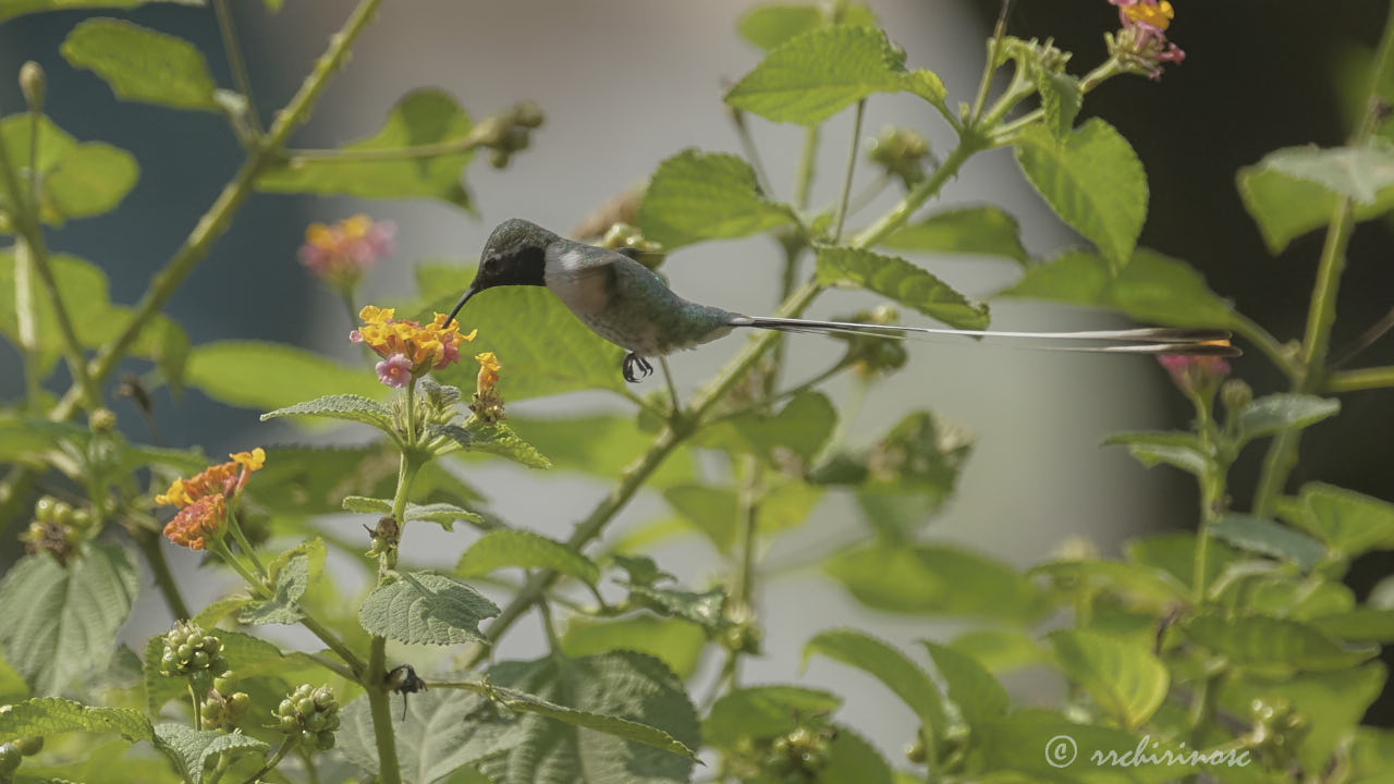 Peruvian sheartail