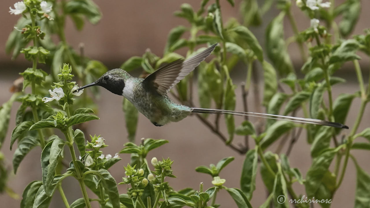 Peruvian sheartail