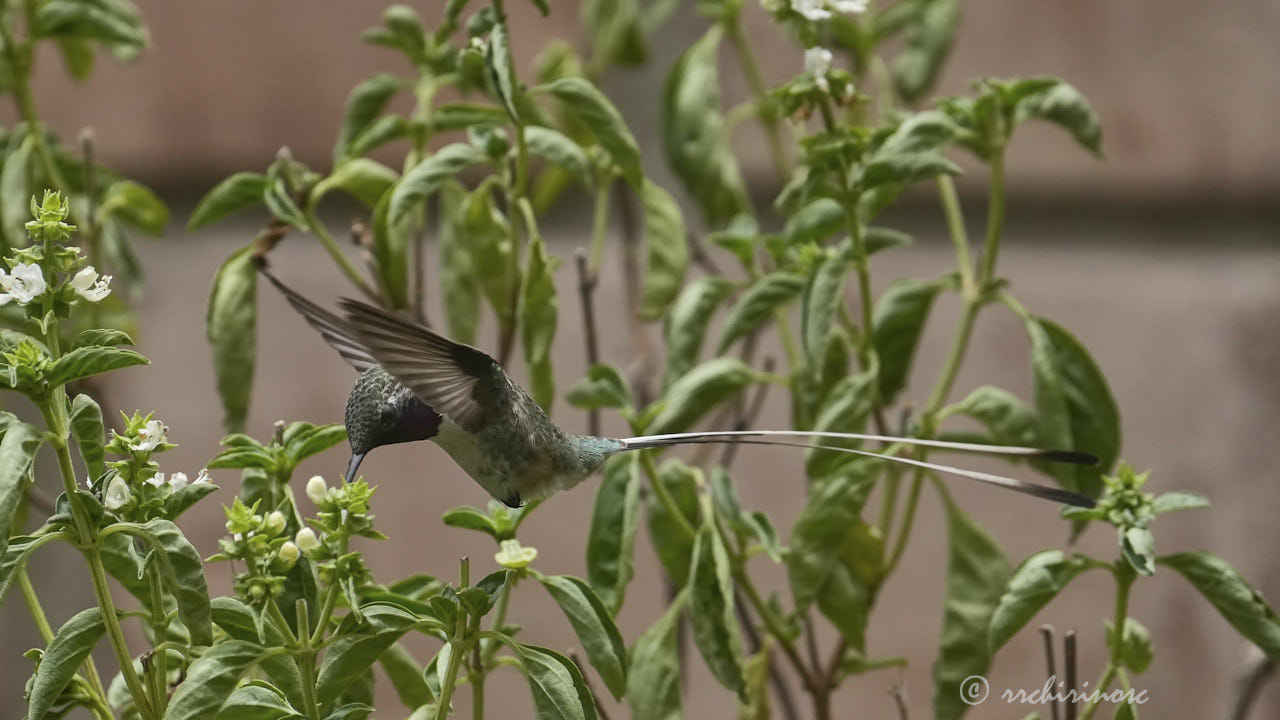 Peruvian sheartail