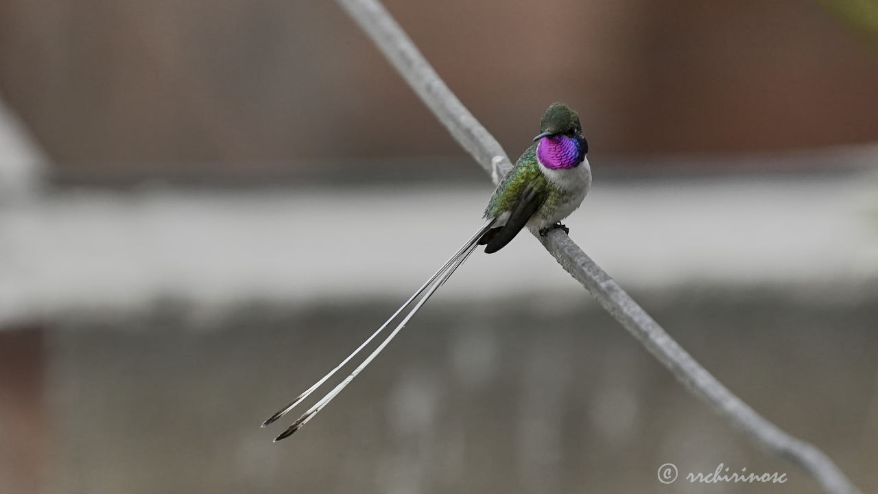 Peruvian sheartail