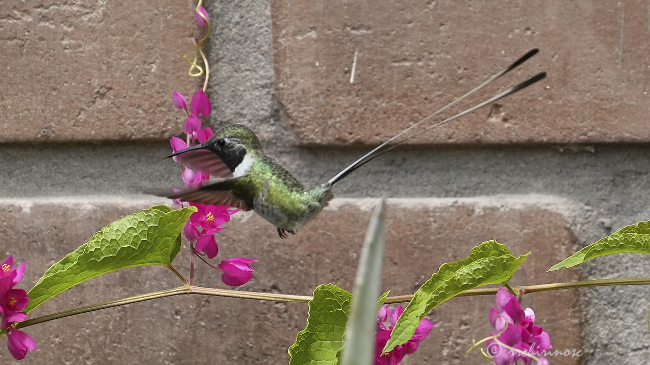 Peruvian sheartail