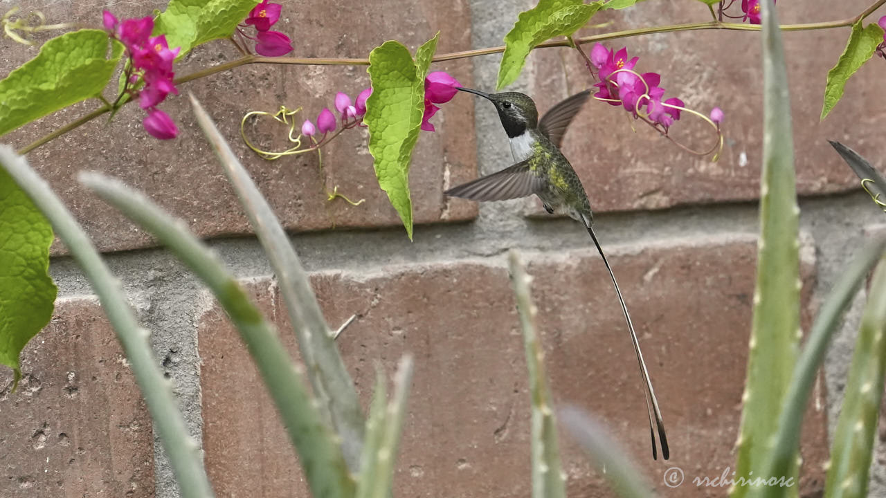 Peruvian sheartail