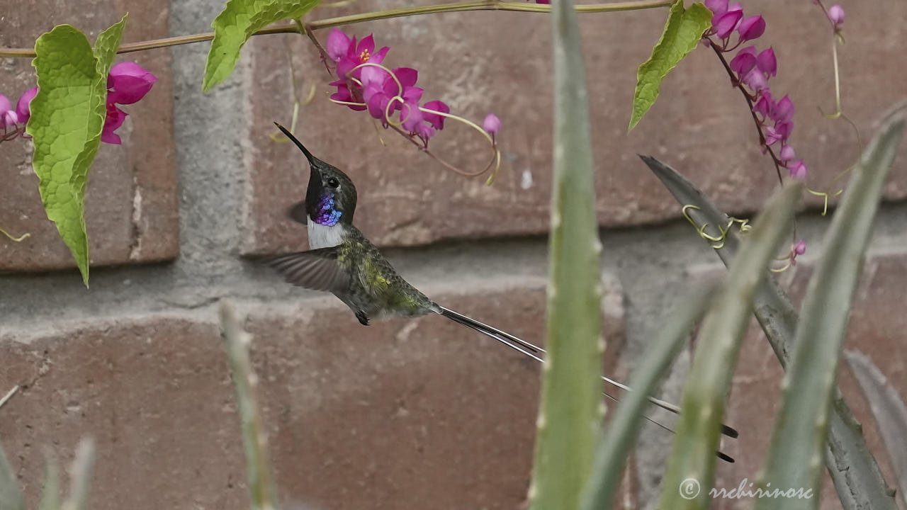 Peruvian sheartail