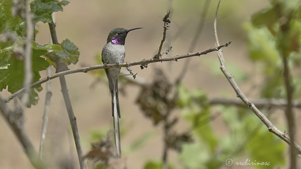 Peruvian sheartail