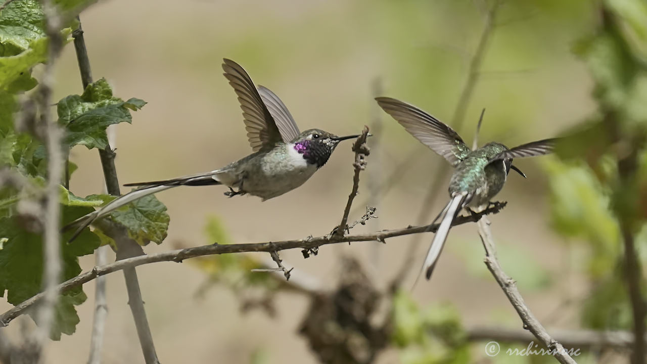 Peruvian sheartail