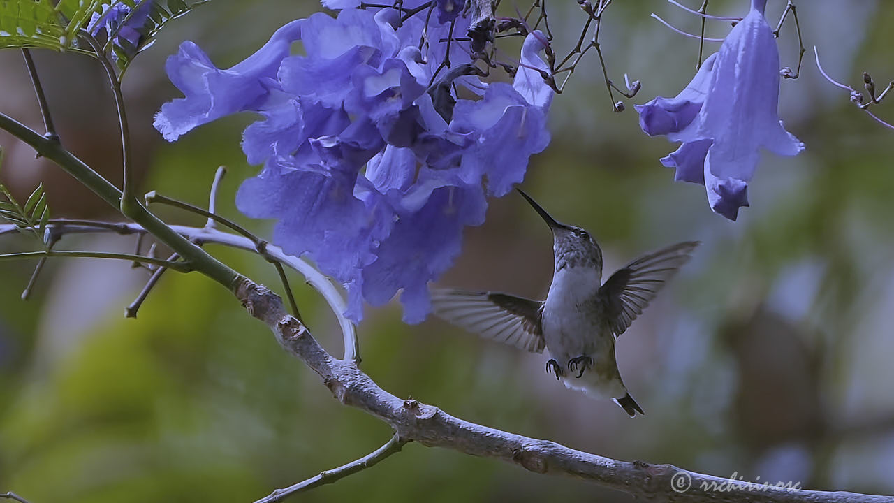 Peruvian sheartail