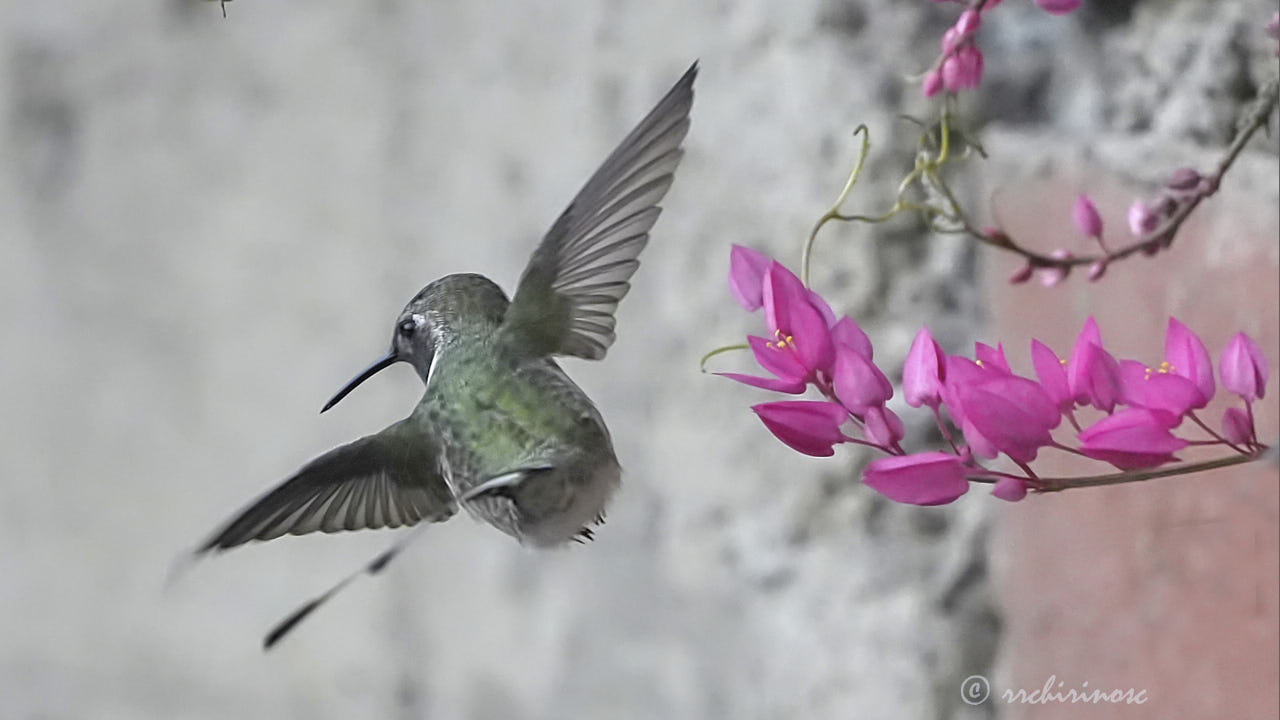 Peruvian sheartail