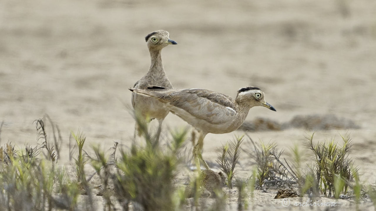 Peruvian thick-knee