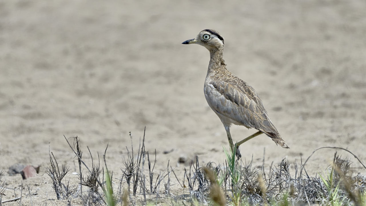 Peruvian thick-knee