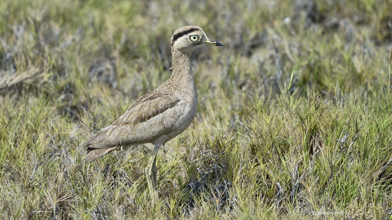 Peruvian thick-knee