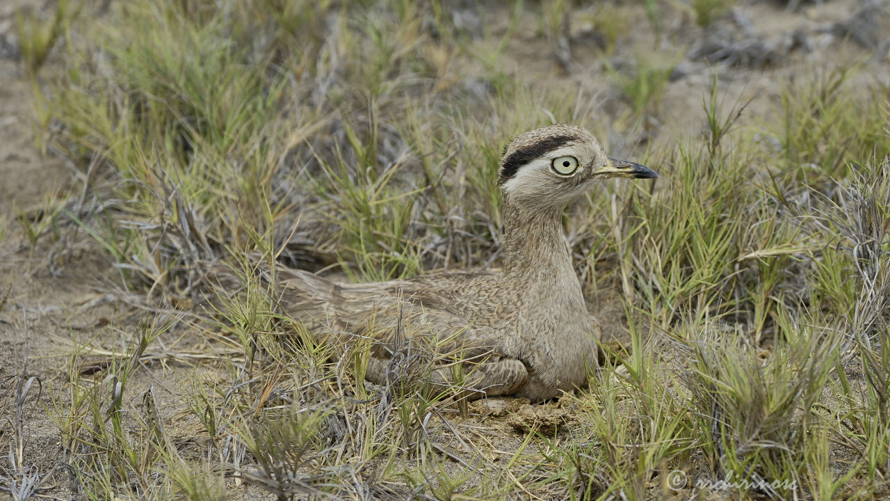 Peruvian thick-knee