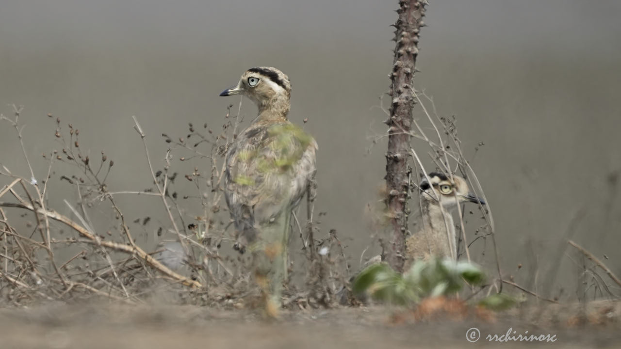 Peruvian thick-knee