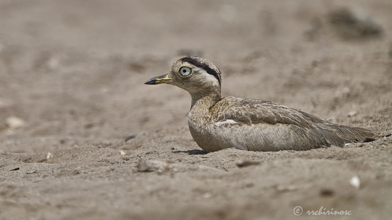 Peruvian thick-knee