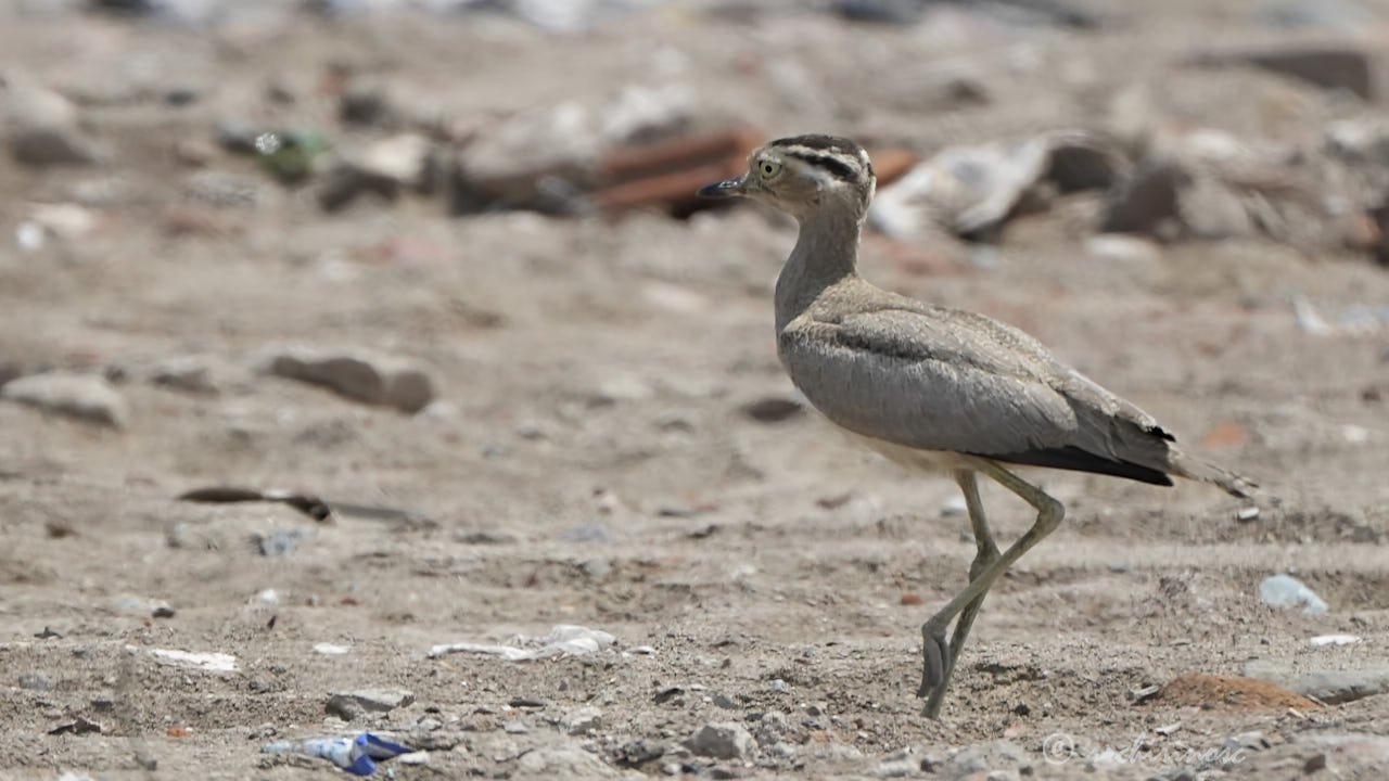 Peruvian thick-knee