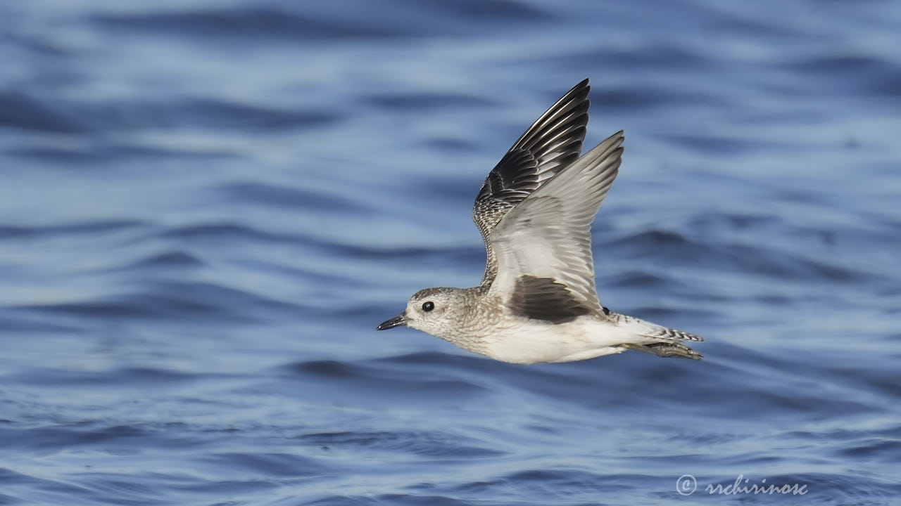 Black-bellied plover