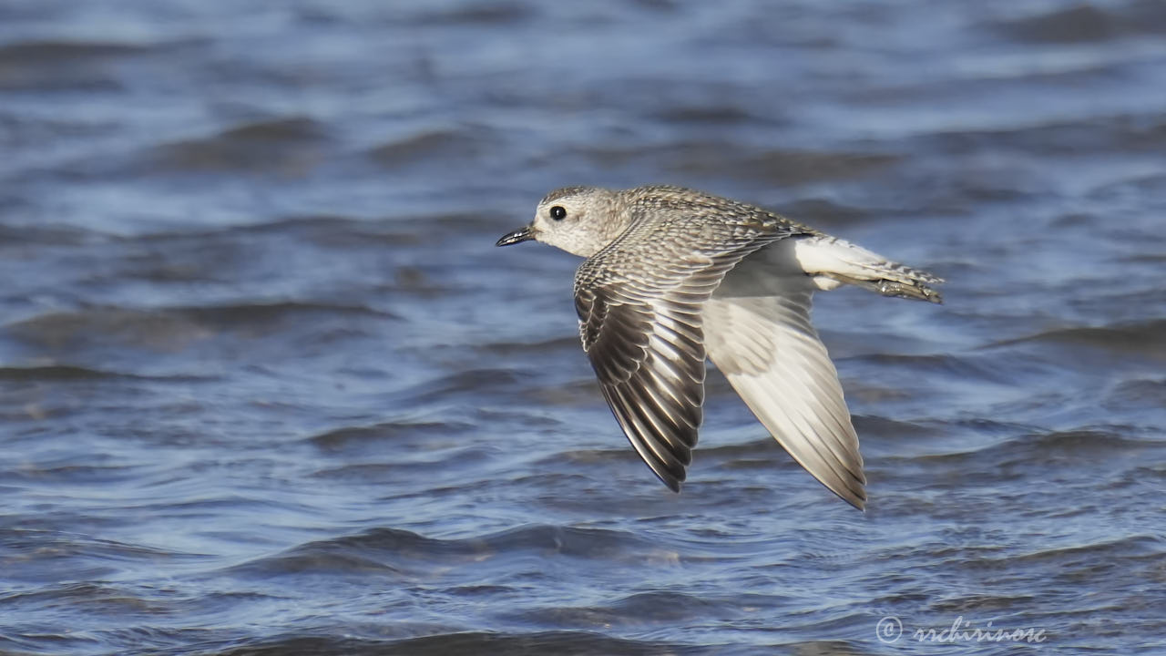 Black-bellied plover