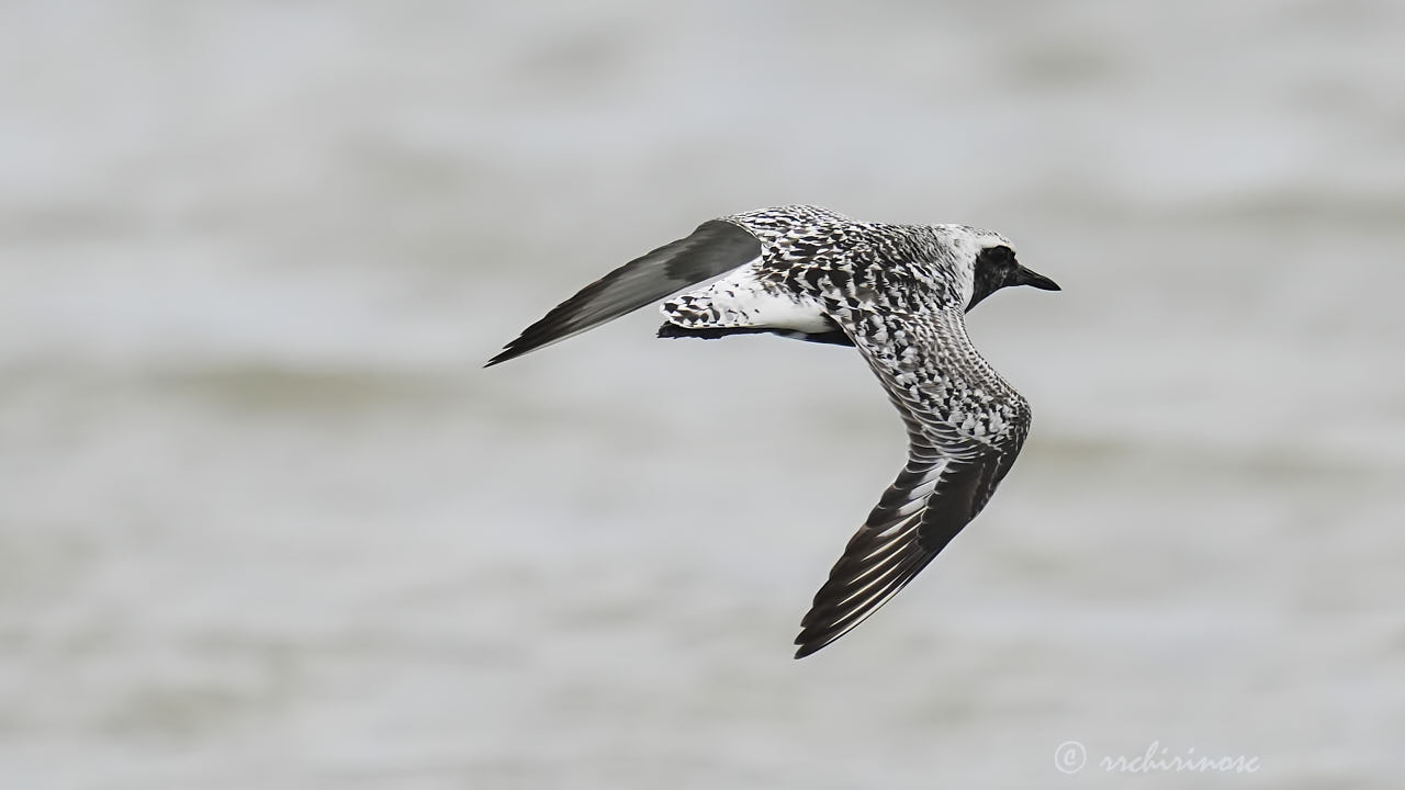 Black-bellied plover