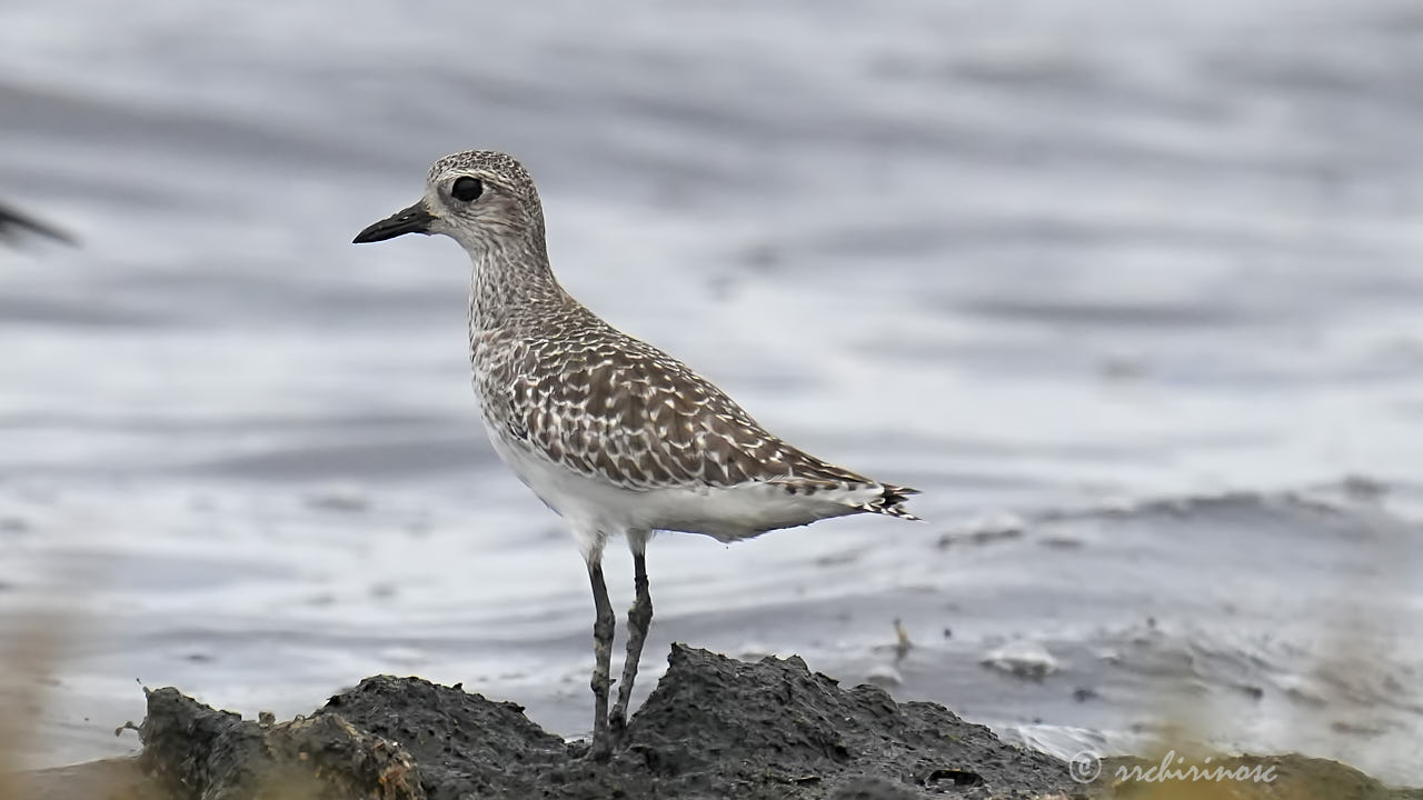 Black-bellied plover